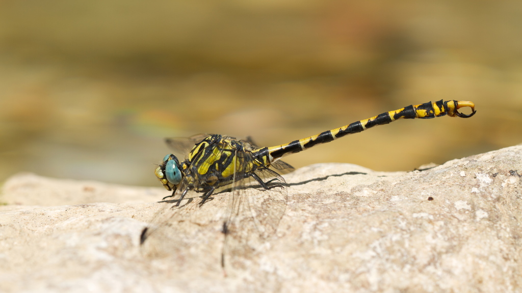 Onychogomphus uncatus