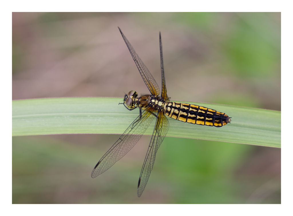 Lyriothemis pachygastra ハラビロトンボ