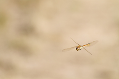 Anax ephippiger