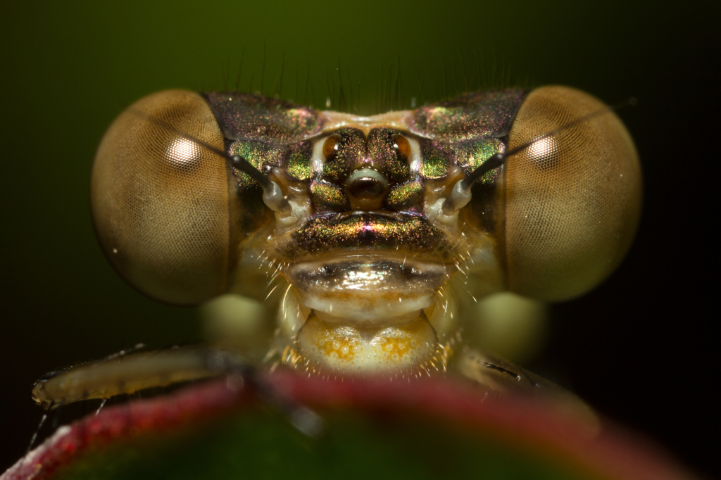 Lestes viridis