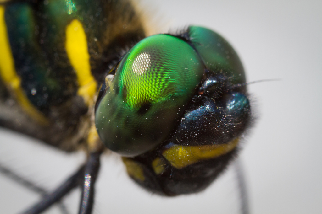 Macromia amphigena コヤマトンボ