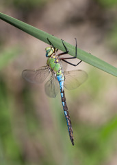 Anax imperator