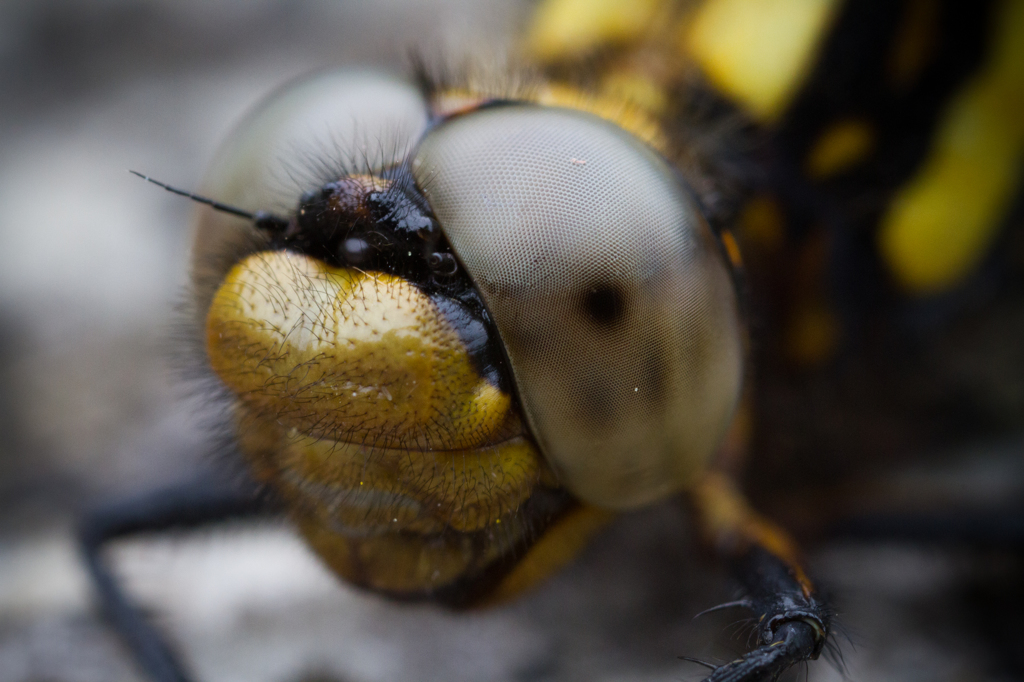 Orthetrum japonicum シオヤトンボ