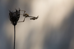 Empusa pennata