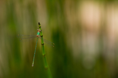 Lestes viridis