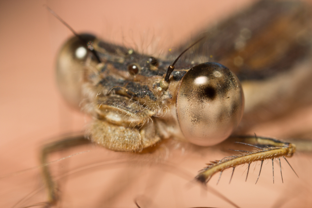 Sympecma fusca