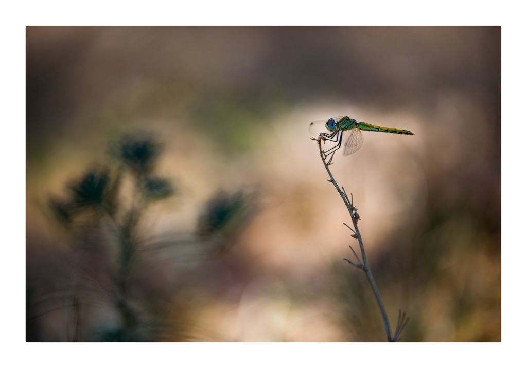 Sympetrum fonscolombii スナアカネ