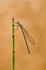 Lestes viridis 