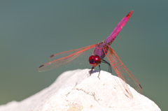 Trithemis annulata