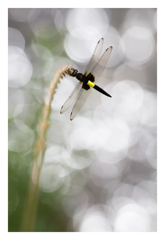 Pseudothemis zonata コシアキトンボ