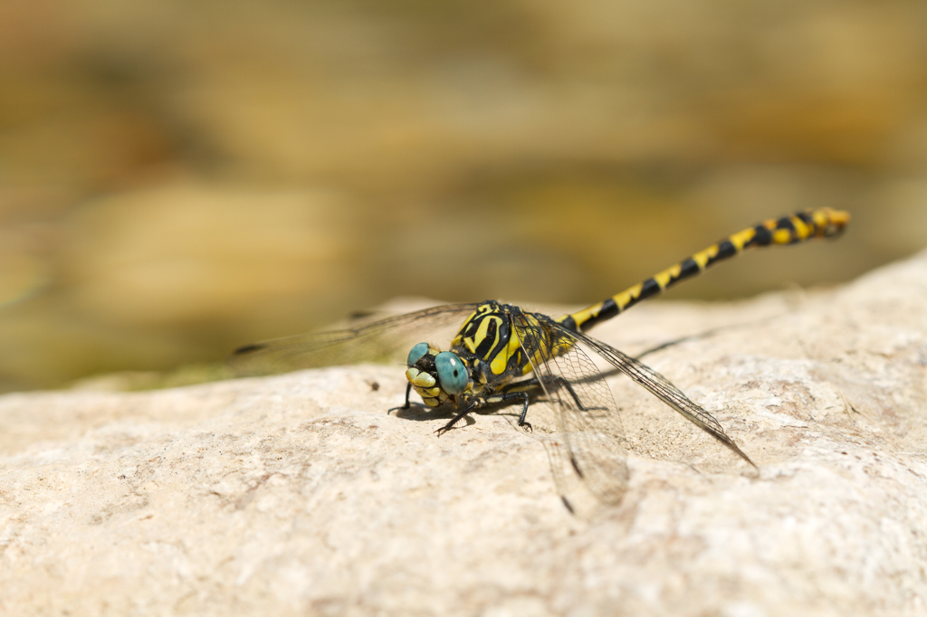 Onychogomphus uncatus