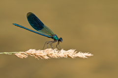 Calopteryx splendens　（カワトンボ科）