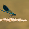 Calopteryx splendens　（カワトンボ科）