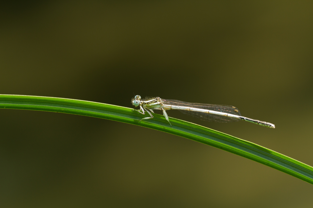 Platycnemis latipes