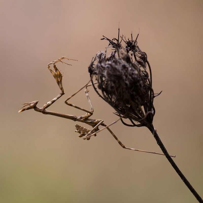 Empusa pennata 