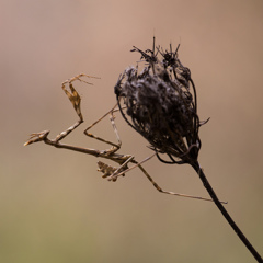 Empusa pennata 
