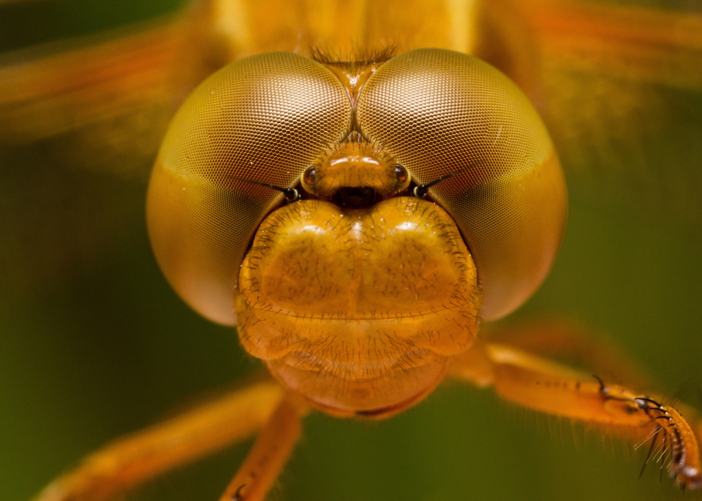 Crocothemis erythraea