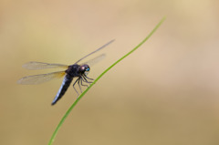 Lyriothemis pachygastra ハラビロトンボ