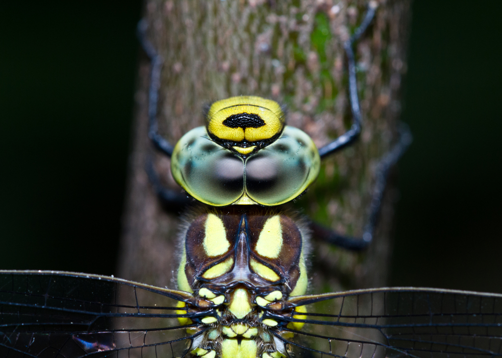 Aeshna cyanea