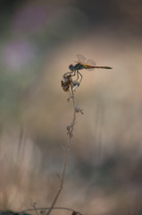 Sympetrum fonscolombii