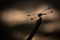 Sympetrum infuscatum ノシメトンボ