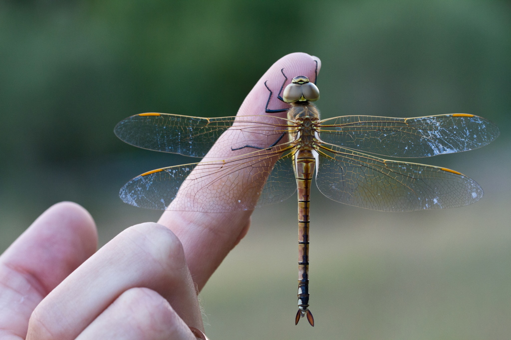 Anax ephippiger