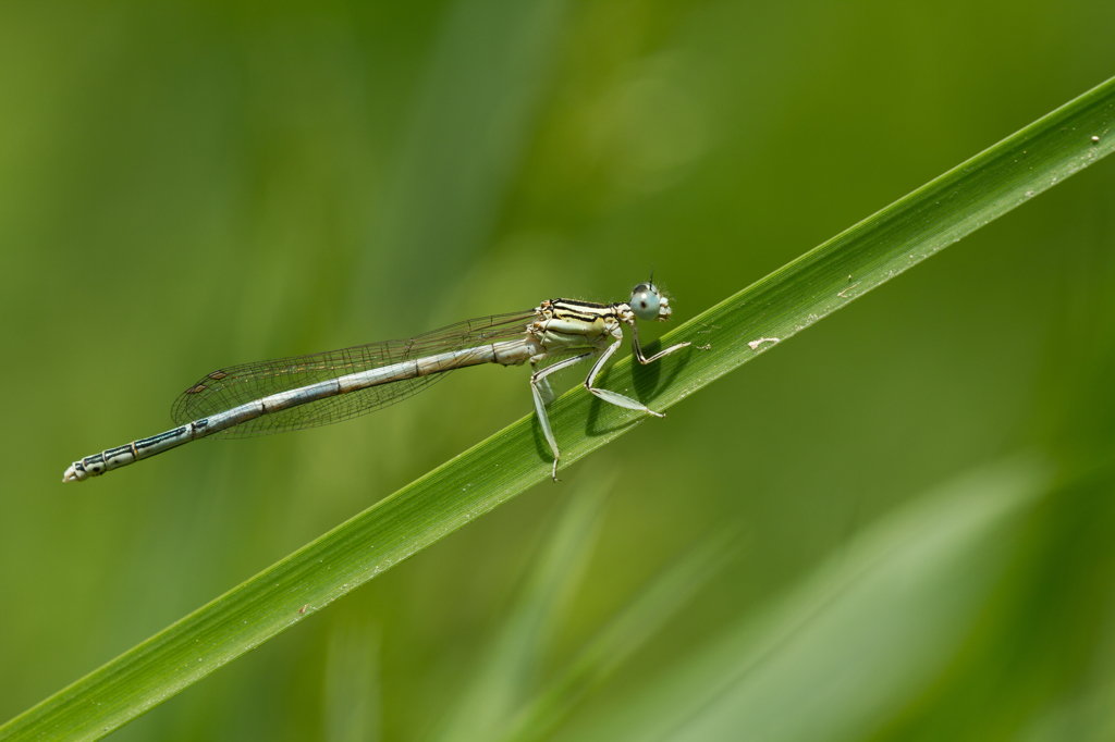 Platycnemis latipes