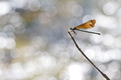 Calopteryx haemorrhoidalis