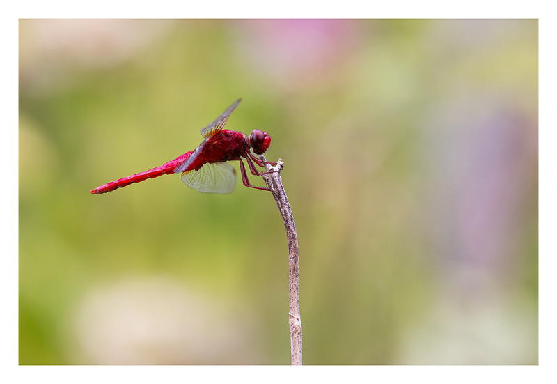 Crocothemis servilia mariannae ショウジョウトンボ