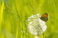 Coenonympha pamphilus