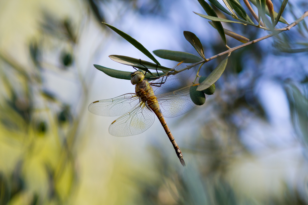Anax ephippiger （ヒメギンヤンマ）