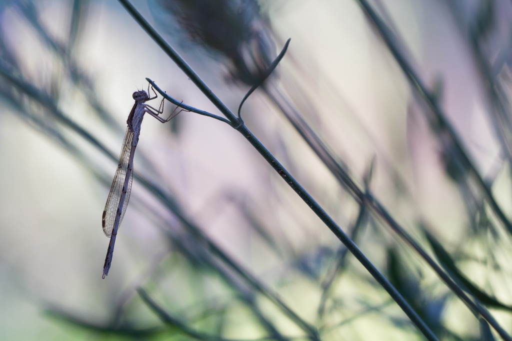 Sympecma fusca