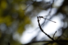 Lestes viridis