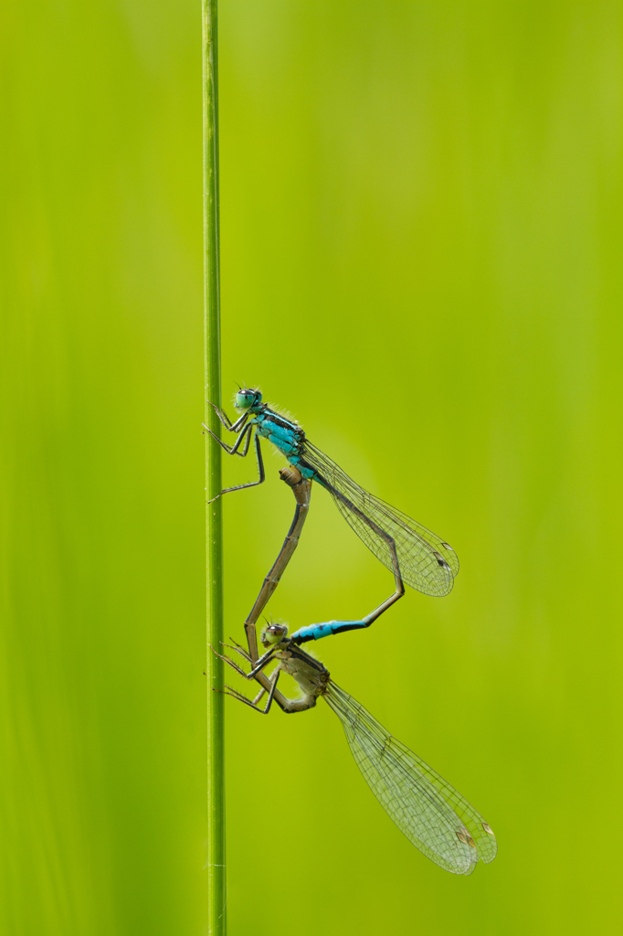 Ischnura elegans