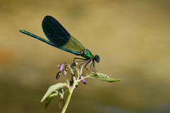 Calopteryx xanthostoma