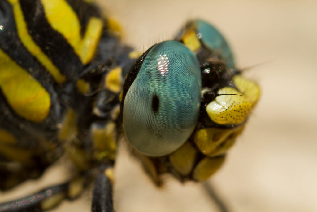 Onychogomphus uncatus