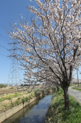 大きな桜＆小さな鉄塔