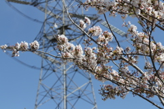 桜＆耐張鉄塔