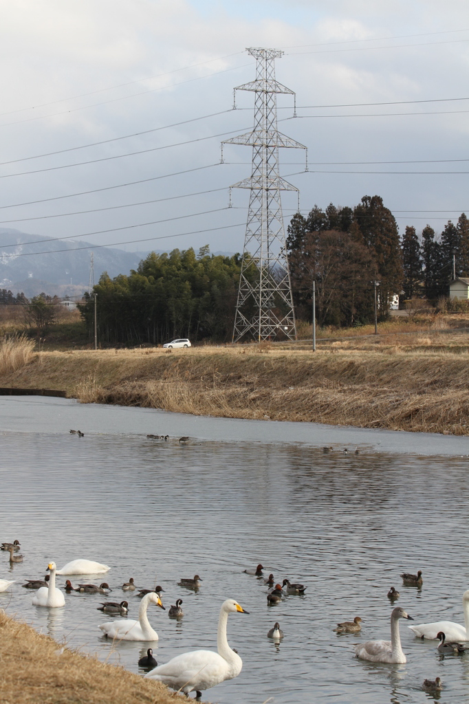 水辺の鳥＆275KV送電線