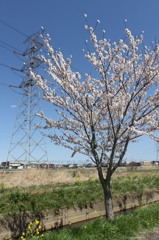 桜＆新古河線_後(1)