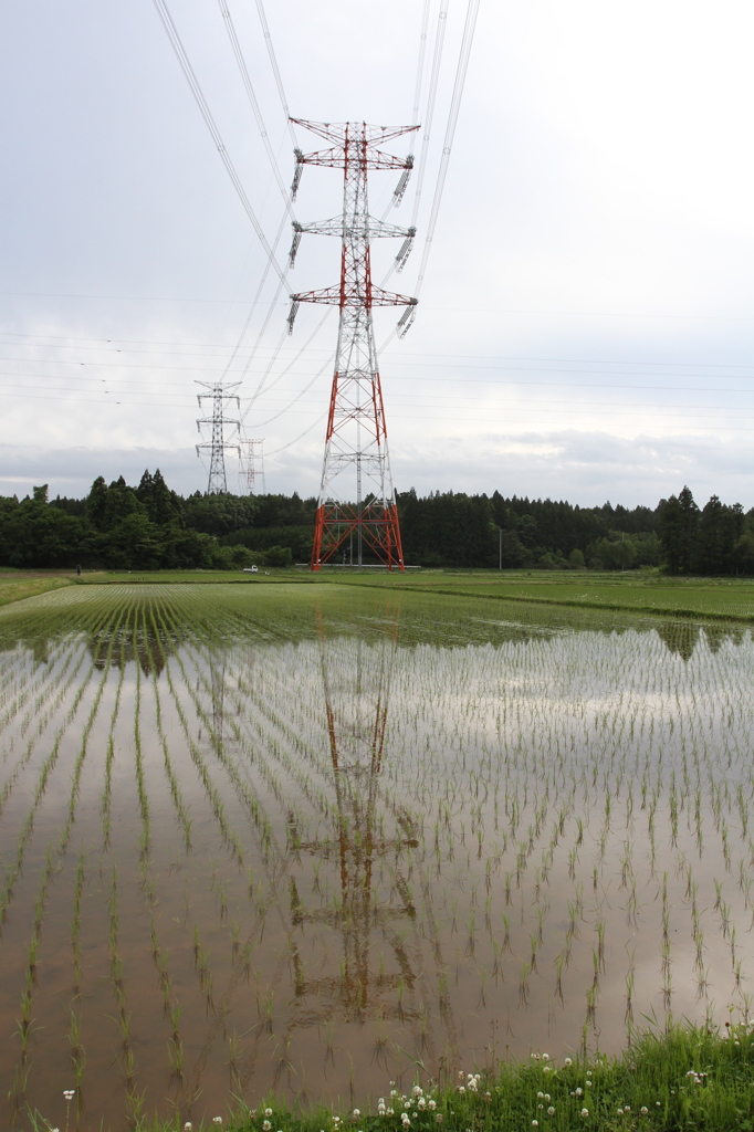 田んぼ＆UHV送電線