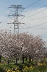 桜&新古河線_後(3)