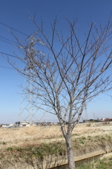 桜＆新古河線_前(1)