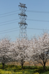 桜＆V吊懸垂鉄塔