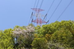 初夏の新緑＆500kV送電線