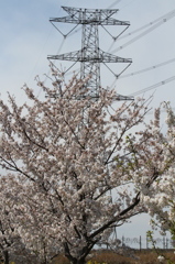桜に隠れる鉄塔