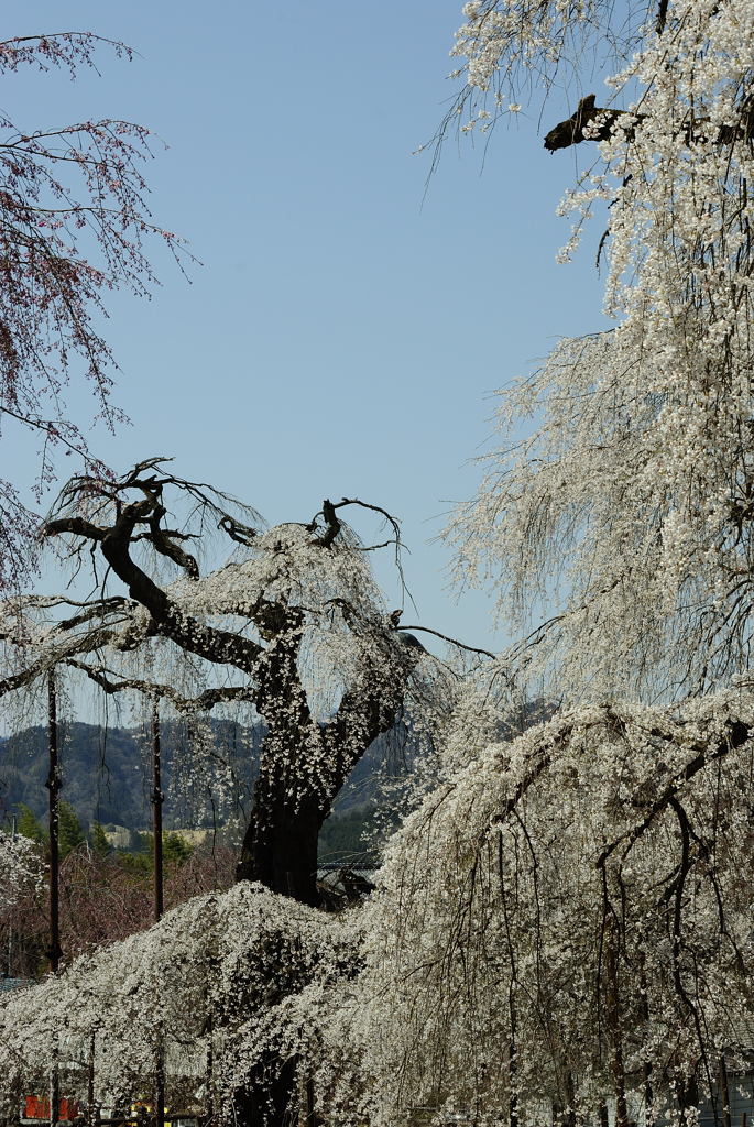 清雲寺のしだれ桜