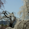 清雲寺のしだれ桜