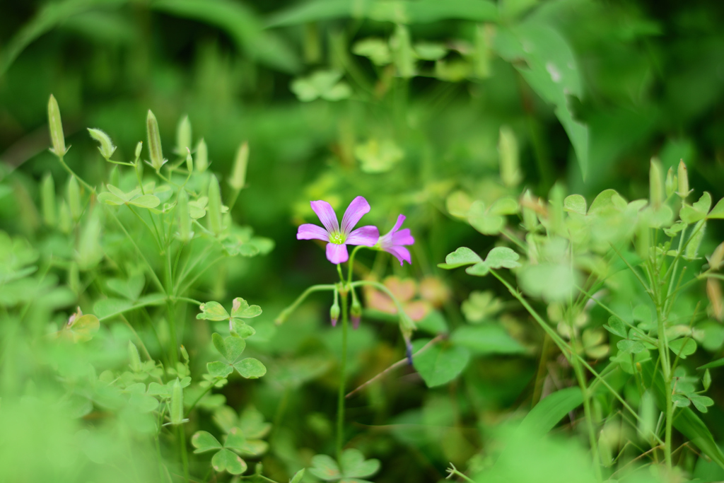 小さな花6