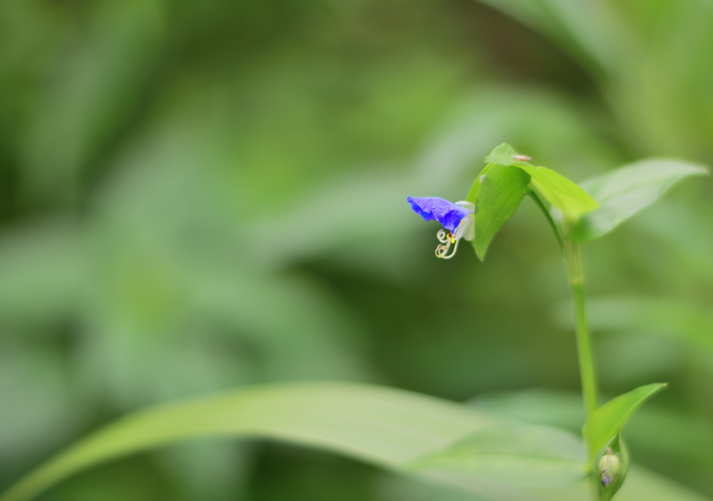 小さな花7